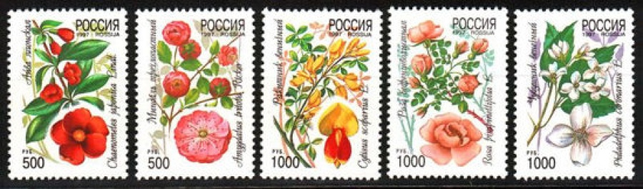 Почтовая марка Россия 1997 № 333-337. Декоративные кустарники России