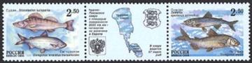 Почтовая марка Россия 2000 № 629-630. Фауна. Рыбы Чудско-Псковского озера. (Сцепка)