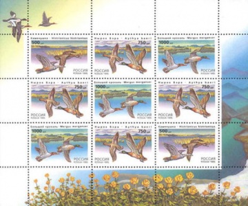 Малый лист почтовых марок - Россия 1995 № 242-244. Утки. Продолжение серии