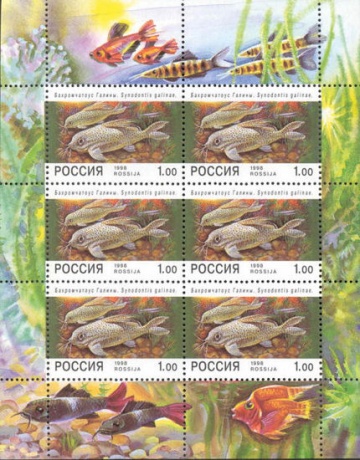 Малый лист почтовых марок - Россия 1998 № 427 Фауна. Аквариумные рыбы
