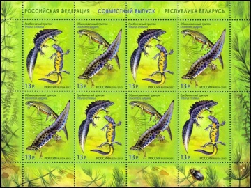 Лист почтовых марок - Россия 2012 № 1599-1600 Фауна. Тритоны